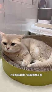 ที่ลับเล็บแมว(รูปอ่าง) ของเล่นแมว กรงเล็บแมวรูปไข่ / กลม ที่นอนแมว 2 in 1 แผ่นลับเล็บ ที่ฝนเล็บสัตว์เลี้ยง มีหลายแบบ หลายขนาด สีต่าง