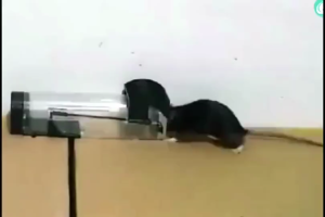 Slide Bucket Lid Mouse Rat Trap Self-locking High Sensitive Flip Slide Safe Mouse Trap Bucket Reusable Rat Perangkap Tikus捕鼠器