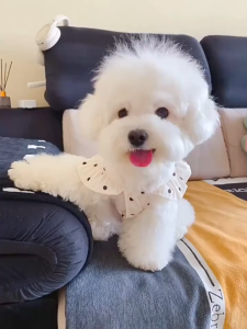 Pets Polka Dot Suspender Dress Anti-Shedding Pet Clothes Teddy Bichon Small Puppies Dogs Cats Clothes