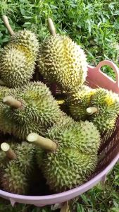 Bibit Durian Hitam Kaki 3 Super Unggul