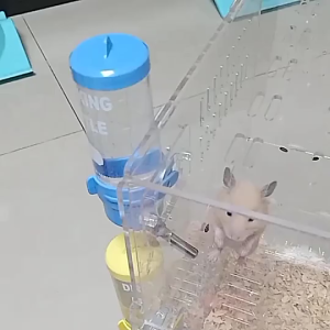 ขวด Hamter เครื่องจ่ายน้ำอัตโนมัติ 250 มล. การออกแบบลูกกลิ้งไม่ใช่เรื่องง่ายที่จะรั่วไหลและง่ายต่อการดื่ม