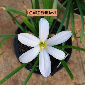 Umbi Bunga Rain Lily Cookie Cuttermoon - Rainlily Zephyranthes Hybrid
