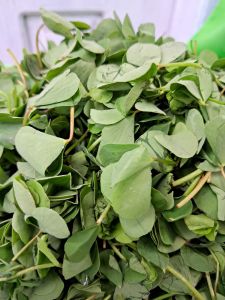 daun semanggi