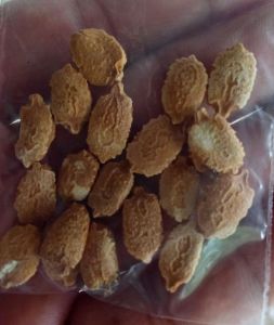 Ampalaya Seeds BONITO High Yielding / Buto ng Ampalaya Bitter Gourd Vegetable Seeds for Home Gardening Farming
