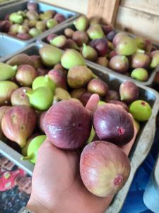 Buah tin/Ara segar Yordania 150 gram