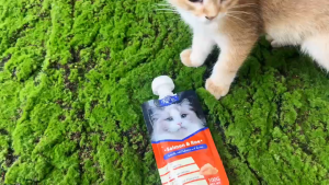 súp thưởng AMNA (Bổ sung vitamin và lợi khuẩn) dành cho mèo - T3 PETS SHOP