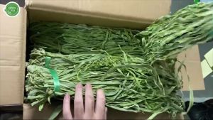 [TẶNG] Rau tiến vua - Rau cần biển khô loại 1 hút chân không xanh giòn ngon chất lượng