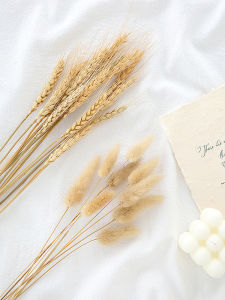 Joyful Flower Dried Grass Rabbit Tail Grass Bouquet Photography Props Background Decoration Ornaments for Live Broadcast And Photography