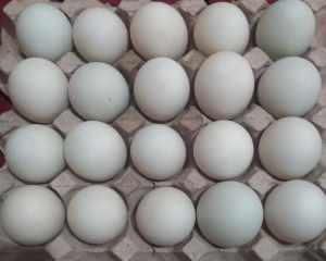 Telur Bebek Peking untuk ditetaskan paket 30