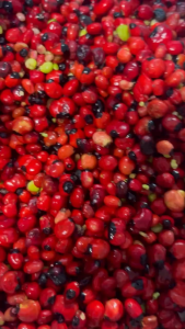 Hạt Giống Sâm Ngọc Linh HTX Gia Hung - hạt tươi hạt chín đỏ