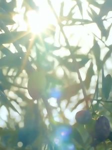 Olive Oil Massage Oil 十月结晶橄榄油 Minyak Urut Zaitun Minyak Badan Ibu Hamil Pregnant Woman Essential Oil Repair Stretch Marks Body Oil