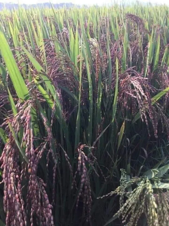 gạo lứt dẻo đen Điện Biên bịch 5kg bao ăn từng hạt date mới