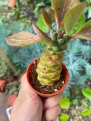 Echeveria 'Claudia' Rose Succulent 克罗地亚玫瑰多肉植物| Lazada