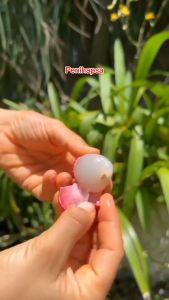 Bibit Leci Merah Jumbo Hasil Cangkok Cepat Berbuah