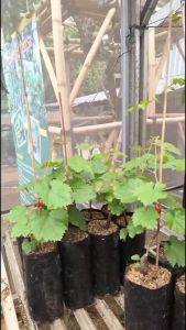 Bibit Anggur Import Nizina: Panduan Lengkap untuk Pemula