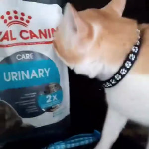 Footprint Design Pet Collar: A Comprehensive Guide