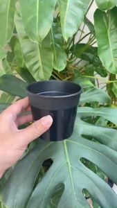 Chậu Nhựa Cứng 10X9 (Cm) Tròn trồng xương rồng sen đá  ươm cành  rau  hoa  chậu mini ! Trắng  đen  trong suốt !