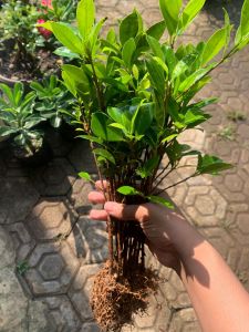 Bibit kimeng stek paket murah isi 40+8