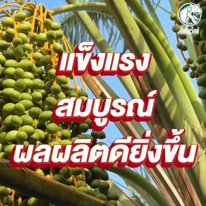 ฮิวมิกมังคุด  แก้ดินแน่น ดินแข็ง ดินเปรี้ยว ดินเค็ม ปรับสภาพดินให้ร่วนซุย มังคุดดูดซึมธาตุอาหารเต็มMAX ช่วยดึงธาตุอาหารหลักรองและเสริม ทาร์โบ ฮิวมิก  ตราไดโนเร็กซ์ ขนาด 1  กิโลกรัม