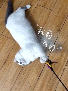 50cm Feather Teaser Wand Stick Cat Interactive Toy