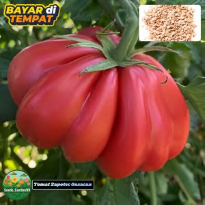 10 BUTIR BIJI/BENIH TANAMAN TOMAT JUMBO ZAPOTEC OAXACAN