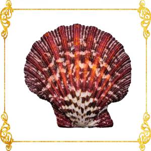 Pecten Pallium | Gloripalium Palium | 1.5 - 2 Inches