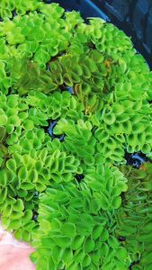 TJ Shop จอกหูหนู จอกรังผึ้ง 200 กรัม พืชน้ำ ต้นไม้น้ำ เหมาะจัดตู้ปลา ประดับอ่างปลา ไม้น้ำประดับ ปลูกประดับในน้ำเพื่อความสวยงาม