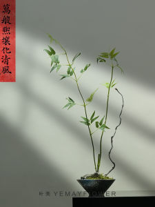 High-End Single Bamboo Branch Simulation Flower Zen Style Entrance Decorative Home Photography Prop Chinese Style Desktop Arrangement