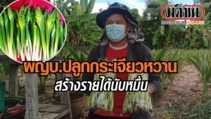 หัวพันธุ์กระเจียวหวานเพชรน้ำผึ้ง หัวพันธุ์กระเจียวหวาน กิโลกรัมละ 130 บาท