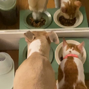 Dual Tilt Elevated Pet Feeder (Ergonomic)