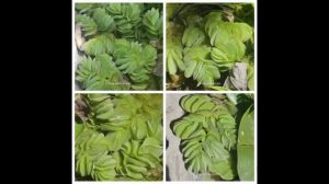 Bèo tai chuột lớn thả hồ cá trang trí combo 10 chùm ngẫu nhiên [Bình Dương]