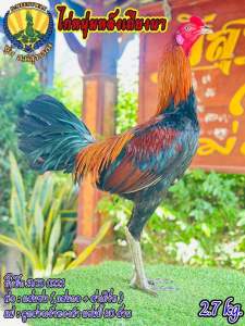 ไข่ไก่ชน ลูกแสนซน(แสนกล) ชุด3ไบ รับประกันเชื้อจัดส่งไว