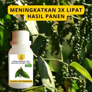 Pupuk Lada Cepat Berbuah / Pupuk Pelebat Lada / Pupuk Booster Lada Cair