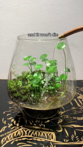 PENNYWORT / GOTU KOLA (sold in 5 stems) by Gwens Aquakitz - Foreground/Midground Creeping