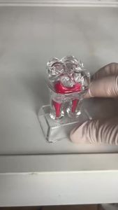 Others | Teeth Model Dental Anatomical Structure Detachable Dental Anatomical Model Transparent Tooth Decomposition Dentistry Ornaments