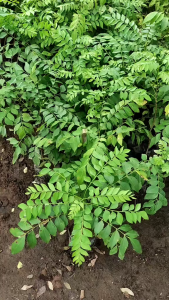 Daun Kari Segar / Daun Salam Koja Segar Herbal Alami