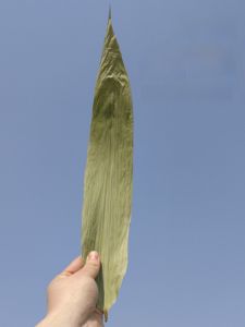 Fresh Dry Zongzi Leaves for Wrapping Zongzi 100 Sheets Bamboo Zongzi Leaves Authentic Chinese Edible Agricultural Products