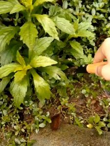Gardening Tools High Quality Spade Shovel Plant Flowers Planting Tools Transplanting Gardening Weeding Tools for Loosening Soil