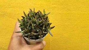 ต้นไม้อวบน้ำ กุหลาบหิน ลีโนไฟลัม เท็กซานัม Lenophyllum texanum #succulent #lenophyllum #กุหลาบหิน