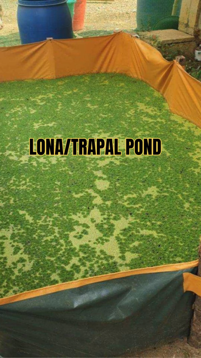 4x2x1 feet crayfish tank /bed fish tanks azolla pond PVC lona trapal ...