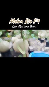 BENIH MELON HIBRIDA RIO F1 ISI 10 GR (Sekitar 400 - 500 butir benih) TOLERAN TERHADAP PENYAKIT DOWNYMILDEW CAP MUTIARA BUMI