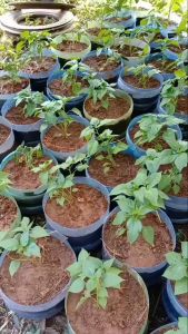 พริกเหลืองอินโด 50-200 เมล็ด ปลูกครั้งเดียว กินได้เป็นปี 3แถม1