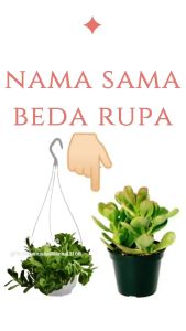 Tanaman Hias Crassula Arborescens: Jade Plant Untuk Interior