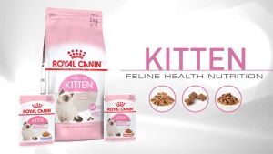 Hạt ROYAL CANIN cho mèo trọn bộ 🐶 FREE SHIP 🐶 sale 30% toàn bộ Canin