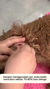 Pet Ear Hair Plucking Powder 42g/bottle Dog Cat Ear Canal Cleaning Care Pet Ear Plucking Dog Cat Universal Ear Deodorant