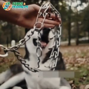Dog Collar Chain Prong Choker | Herm Sprenger Collar | Dog Training Collar | Dog Prong Collar