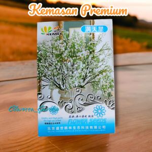 (KEMASAN PREMIUM) BIJI/BENIH BUNGA BABY BREATH ( isi -+25 butir)