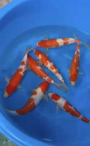 Japan Momotaro Kohaku 35-38cm RM1500 per koi