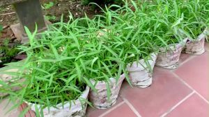 SULIT PACK! Upland/Lowland Kangkong Seeds (30pcs seeds)