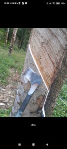 มีดกรีดยาง สแตนเลส ทรงไอ้เท่งร่อง75°ยังไม่ลับคม